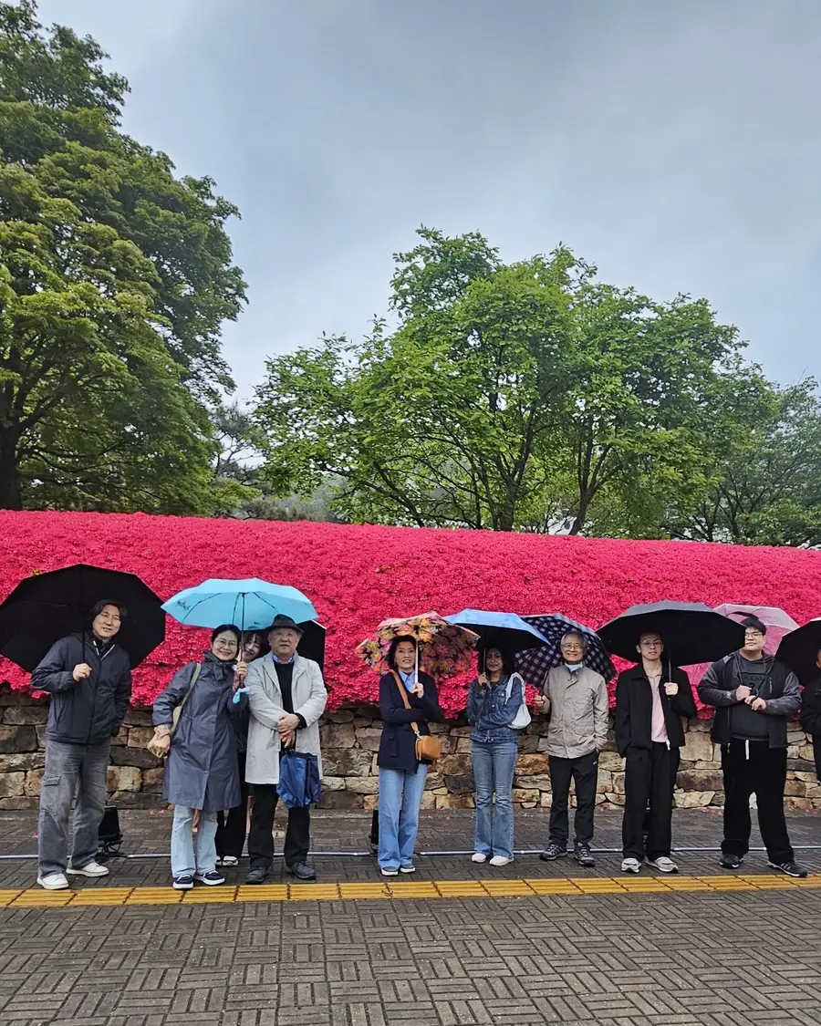 Umbrellas by the azaleas on a rainy outing